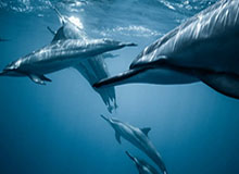 九游娱乐平台-多特蒙德3-3法兰克福 达胡德准绝杀丘库埃梅卡反绝平